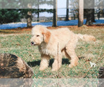Small Photo #16 Goldendoodle Puppy For Sale in CARLOCK, IL, USA