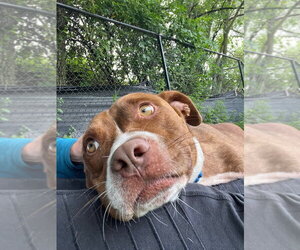 Mutt Dogs for adoption in Elmsford, NY, USA