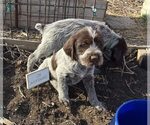Small #2 Wirehaired Pointing Griffon