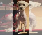 Small Photo #2 Poodle (Toy) Puppy For Sale in San Antonio, TX, USA