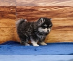 Small #3 Pomsky