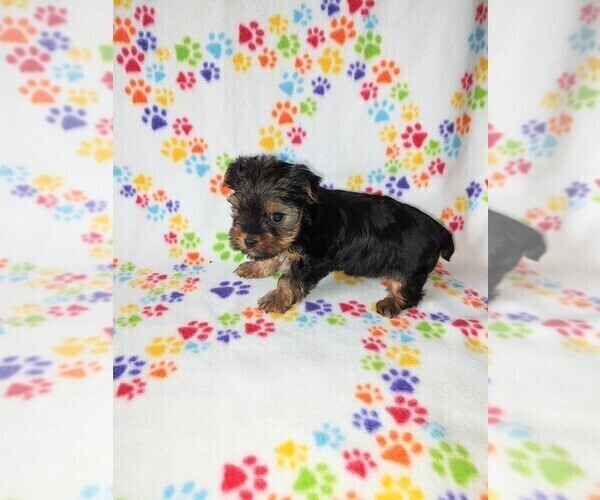 Medium Photo #3 Yorkshire Terrier Puppy For Sale in LAPEER, MI, USA