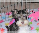 Small Photo #10 Schnauzer (Miniature) Puppy For Sale in ORO VALLEY, AZ, USA
