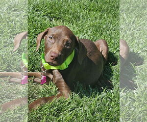 Doberman Pinscher-Unknown Mix Dogs for adoption in Minneaoplis, MN, USA