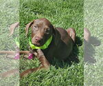 Small Doberman Pinscher Mix