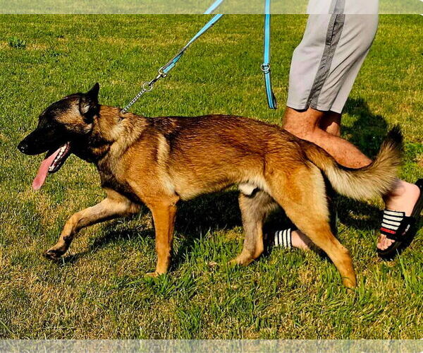 Medium Photo #8 Mutt Puppy For Sale in Stevens Point, WI, USA