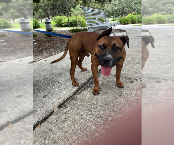 Medium Photo #3 American Pit Bull Terrier Puppy For Sale in CLEARWATER, FL, USA