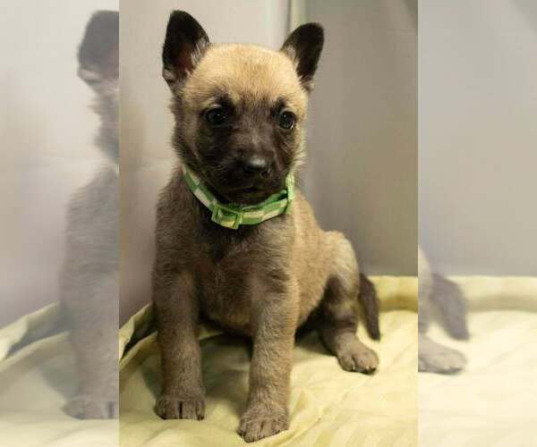 Medium Photo #6 Mutt Puppy For Sale in Imlay City, MI, USA