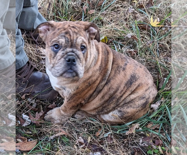 Medium Photo #8 Bulldog Puppy For Sale in GREEN FOREST, AR, USA