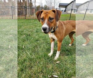 Boxer-Unknown Mix Dogs for adoption in Hillsboro, MO, USA