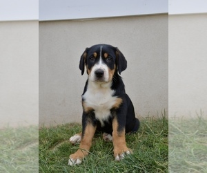 Greater Swiss Mountain Dog Puppy for sale in BELLEFONTE, PA, USA