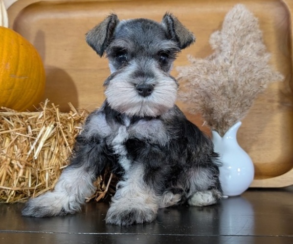 Medium Photo #2 Schnauzer (Miniature) Puppy For Sale in GOSHEN, IN, USA