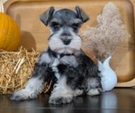 Small #1 Schnauzer (Miniature)