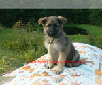 Small #4 German Shepherd Dog