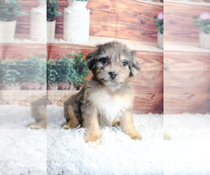 Aussie-Poo Puppy for sale in KINSTON, NC, USA