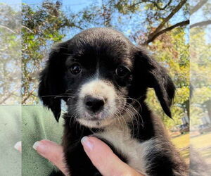 Chihuahua-Unknown Mix Dogs for adoption in Princeton, MN, USA