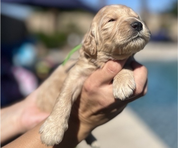 Medium Photo #4 Goldendoodle Puppy For Sale in PHOENIX, AZ, USA