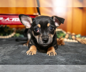 Medium Chihuahua
