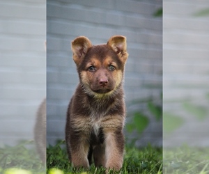 German Shepherd Dog Puppy for sale in NOBLESVILLE, IN, USA