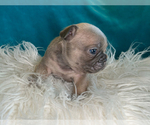 Small #4 French Bulldog