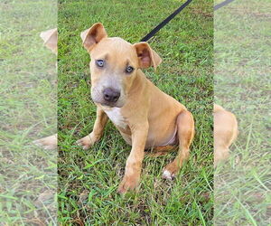 American Pit Bull Terrier-Unknown Mix Dogs for adoption in Wetumpka, AL, USA