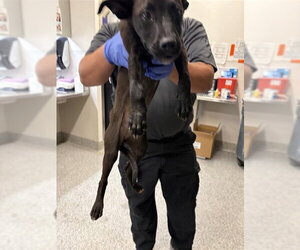 Labrador Retriever-Unknown Mix Dogs for adoption in Houston, TX, USA