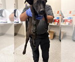 Small Labrador Retriever Mix