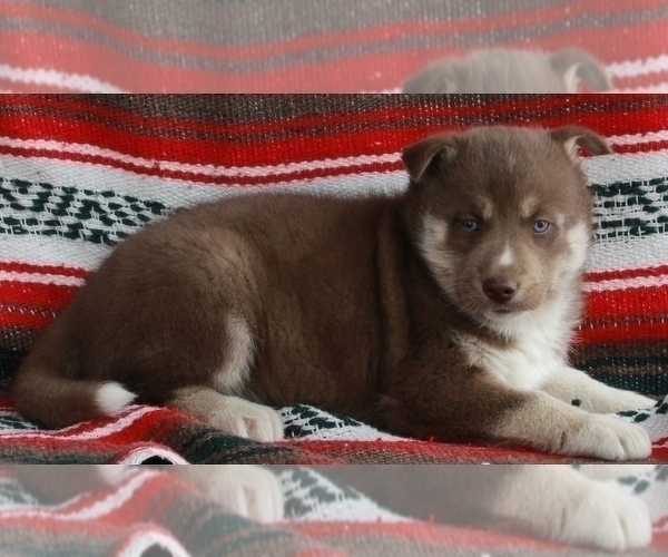 Medium Photo #5 Siberian Husky Puppy For Sale in FREDERICKSBURG, OH, USA