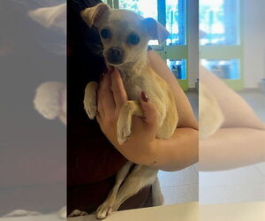 Pug-Unknown Mix Dogs for adoption in Rancho Cucamonga, CA, USA