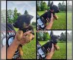 Small Photo #28 German Shepherd Dog Puppy For Sale in LYNCH STATION, VA, USA