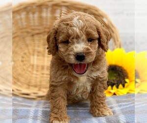 Cavapoo-Poodle (Miniature) Mix Puppy for sale in SAINT JOE, IN, USA