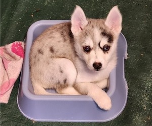 Pomsky Puppy for sale in CROYDON, NH, USA