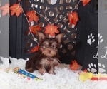 Small #3 Yorkshire Terrier