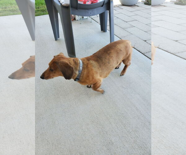 Medium Photo #4 Dachshund Puppy For Sale in Boise, ID, USA
