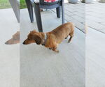 Small #3 Dachshund