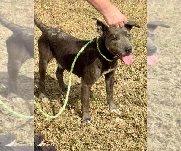 Medium Photo #1 Mutt Puppy For Sale in Abbeville, LA, USA