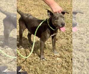 Mutt Dogs for adoption in Abbeville, LA, USA