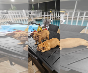 French Bulldog Puppy for sale in TAMPA, FL, USA