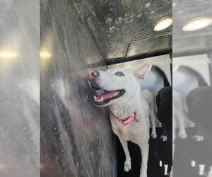 Siberian Husky-Unknown Mix Dogs for adoption in San Antonio, TX, USA