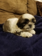Shih Tzu Puppy for sale in PORT JERVIS, NY, USA