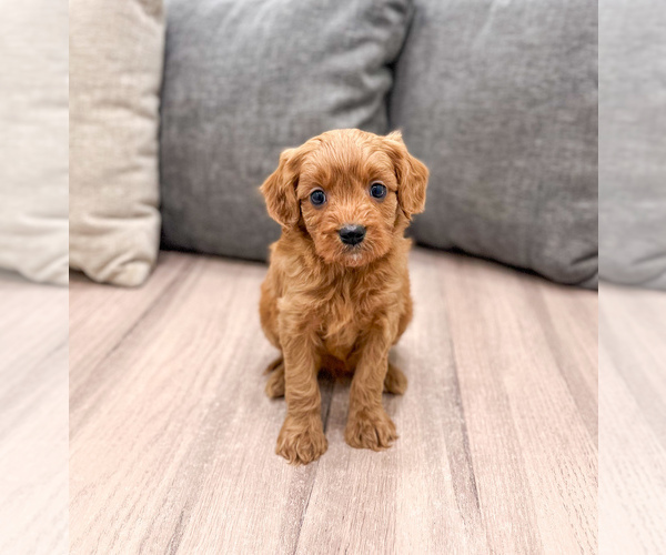 Medium Photo #1 Cavapoo (Miniature) Puppy For Sale in MILLERSBURG, OH, USA