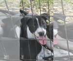 Small #1 Labrador Retriever Mix