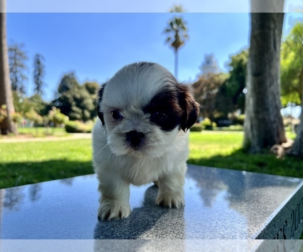 Medium Photo #42 Shih Tzu Puppy For Sale in HAYWARD, CA, USA
