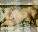 Small Photo #13 Golden Retriever Puppy For Sale in IDAHO SPRINGS, CO, USA