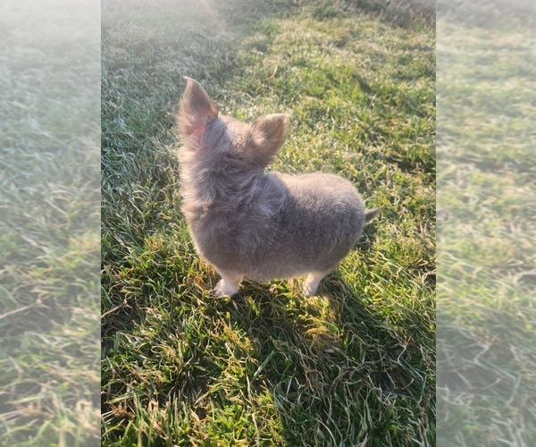 Medium Photo #14 Chihuahua Puppy For Sale in BURLESON, TX, USA