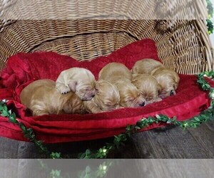 Golden Retriever Puppy for sale in JONES, MI, USA