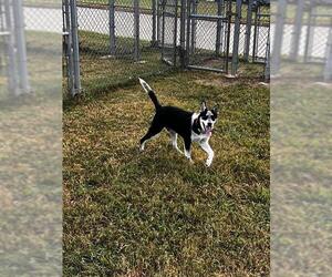 Siberian Husky-Unknown Mix Dogs for adoption in Pasadena, TX, USA