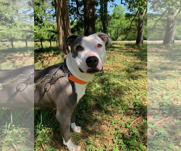 Medium Photo #13 American Staffordshire Terrier-Unknown Mix Puppy For Sale in Sheboygan, WI, USA
