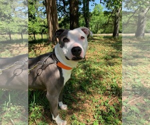 Violet - Female American Staffordshire Terrier-Unknown Mix Dog for Adoption - Photo #13