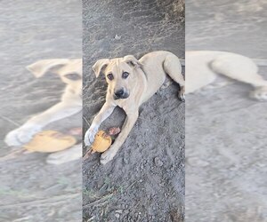 Rex - Male Black Mouth Cur-Unknown Mix Dog for Adoption - Photo #2